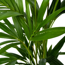 Kentiapalm - Howea Forsteriana - P19 H80 - Kamerplant 8 Kentiapalm - Howea Forsteriana - P19 H80 - Kamerplant -uinbenodigdheden Verkoop 2024 kentiapalm howea forsteriana p19 h80 6