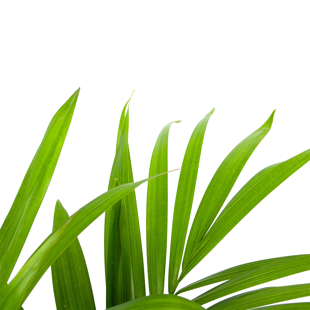 Kentiapalm - Howea Forsteriana - P19 H90 - Kamerplant 4 Kentiapalm - Howea Forsteriana - P19 H90 - Kamerplant - Image 2