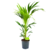 Kentiapalm - Howea Forsteriana - P21 H100 - Kamerplant 1 Kentiapalm - Howea Forsteriana - P21 H100 - Kamerplant -uinbenodigdheden Verkoop 2024 kentiapalm howea forsteriana p21 h100 4