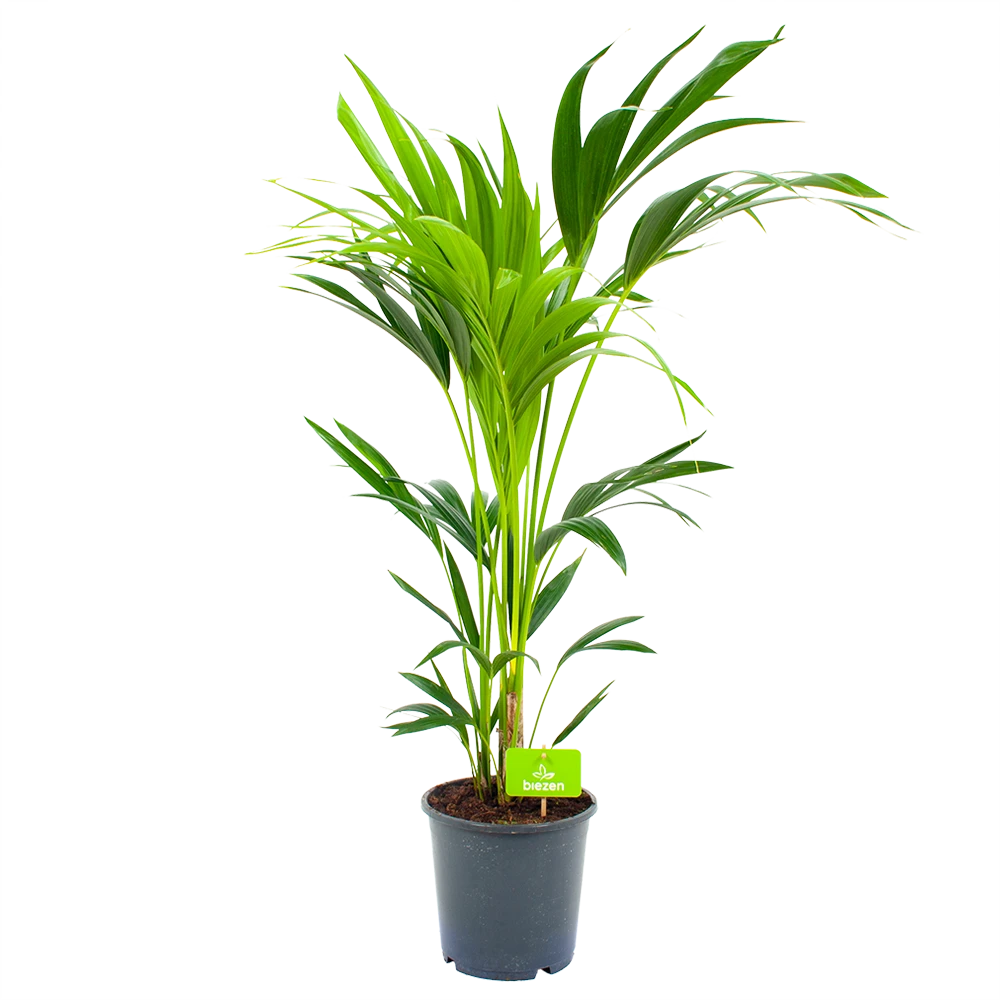 Kentiapalm - Howea Forsteriana - P21 H100 - Kamerplant 3 Kentiapalm - Howea Forsteriana - P21 H100 - Kamerplant