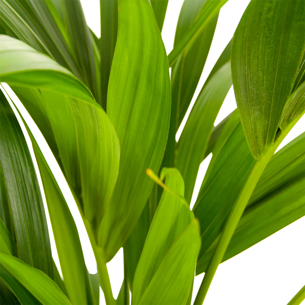 Kentiapalm - Howea Forsteriana - P21 H100 - Kamerplant 4 Kentiapalm - Howea Forsteriana - P21 H100 - Kamerplant - Image 2