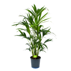 Kentiapalm - Howea Forsteriana - P21 H120 - Kamerplant