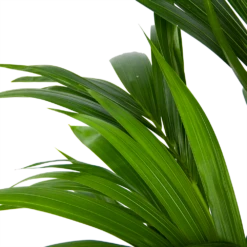Kentiapalm - Howea Forsteriana - P21 H120 - Kamerplant -uinbenodigdheden Verkoop 2024 kentiapalm howea forsteriana p21 h120 6