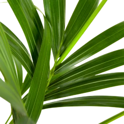 Kentiapalm - Howea Forsteriana - P21 H140 - Kamerplant 6 Kentiapalm - Howea Forsteriana - P21 H140 - Kamerplant -uinbenodigdheden Verkoop 2024 kentiapalm howea forsteriana p21 h140 5