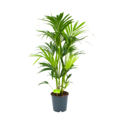 Kentiapalm - Howea Forsteriana - P24 H130 - Kamerplant