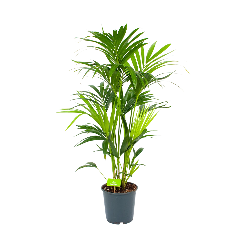Kentiapalm - Howea Forsteriana - P24 H130 - Kamerplant 3 Kentiapalm - Howea Forsteriana - P24 H130 - Kamerplant