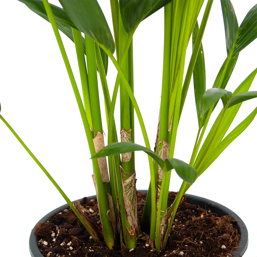 Kentiapalm - Howea Forsteriana - P24 H130 - Kamerplant 4 Kentiapalm - Howea Forsteriana - P24 H130 - Kamerplant - Image 2