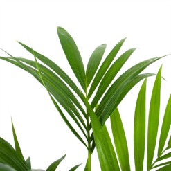 Kentiapalm - Howea Forsteriana - P24 H130 - Kamerplant 8 Kentiapalm - Howea Forsteriana - P24 H130 - Kamerplant -uinbenodigdheden Verkoop 2024 kentiapalm howea forsteriana p24 h130 6
