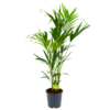 Kentiapalm - Howea Forsteriana - P24 H140 - Kamerplant -uinbenodigdheden Verkoop 2024 kentiapalm howea forsteriana p24 h140 1 1