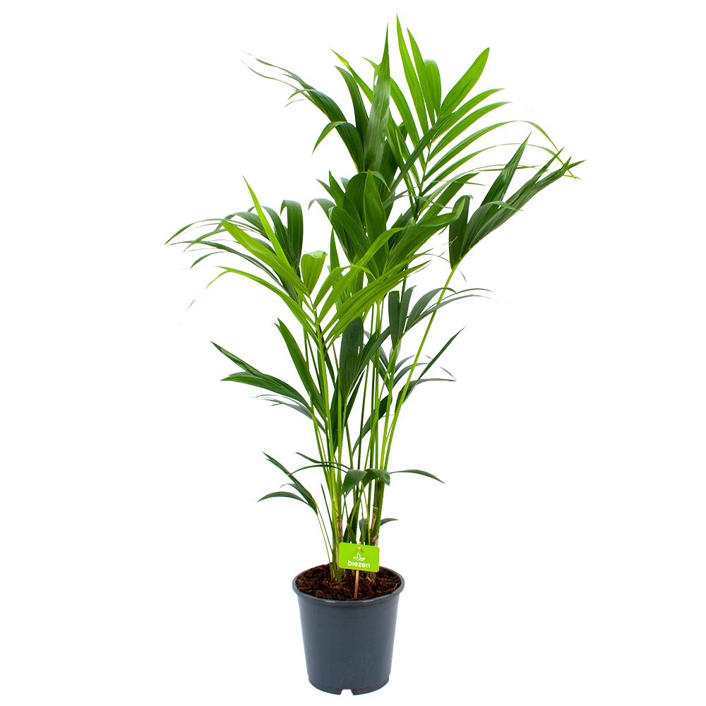 Kentiapalm - Howea Forsteriana - P24 H140 - Kamerplant 4 Kentiapalm - Howea Forsteriana - P24 H140 - Kamerplant - Image 2