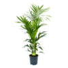 Kentiapalm - Howea Forsteriana - P24 H150 - Kamerplant 1 Kentiapalm - Howea Forsteriana - P24 H150 - Kamerplant -uinbenodigdheden Verkoop 2024 kentiapalm howea forsteriana p24 h150 1