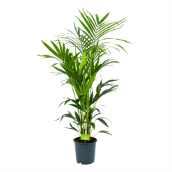 Kentiapalm - Howea Forsteriana - P24 H150 - Kamerplant