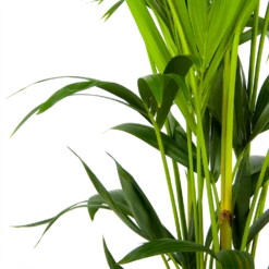 Kentiapalm - Howea Forsteriana - P24 H150 - Kamerplant 8 Kentiapalm - Howea Forsteriana - P24 H150 - Kamerplant -uinbenodigdheden Verkoop 2024 kentiapalm howea forsteriana p24 h150 3