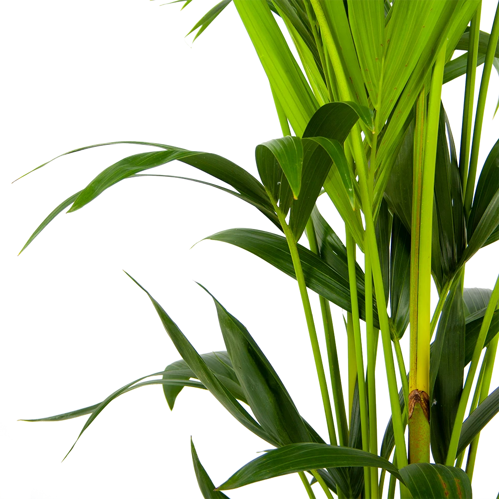 Kentiapalm - Howea Forsteriana - P24 H150 - Kamerplant 5 Kentiapalm - Howea Forsteriana - P24 H150 - Kamerplant - Image 3