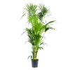 Kentiapalm - Howea Forsteriana - P24 H200 - Kamerplant 2 Kentiapalm - Howea Forsteriana - P24 H200 - Kamerplant -uinbenodigdheden Verkoop 2024 kentiapalm howea forsteriana p24 h200 4