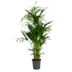 Kentiapalm - Howea Forsteriana - P27 H170 - Kamerplant