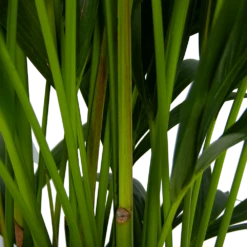 Kentiapalm - Howea Forsteriana - P27 H170 - Kamerplant 9 Kentiapalm - Howea Forsteriana - P27 H170 - Kamerplant -uinbenodigdheden Verkoop 2024 kentiapalm howea forsteriana p27 h170 5