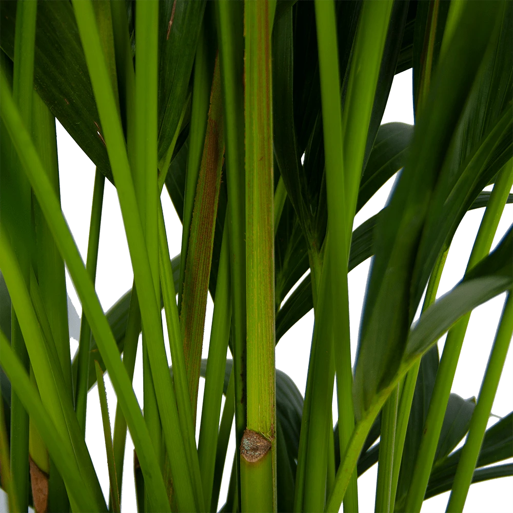 Kentiapalm - Howea Forsteriana - P27 H170 - Kamerplant 5 Kentiapalm - Howea Forsteriana - P27 H170 - Kamerplant - Image 3
