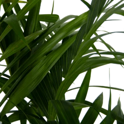 Kentiapalm - Howea Forsteriana - P27 H170 - Kamerplant 10 Kentiapalm - Howea Forsteriana - P27 H170 - Kamerplant -uinbenodigdheden Verkoop 2024 kentiapalm howea forsteriana p27 h170 6