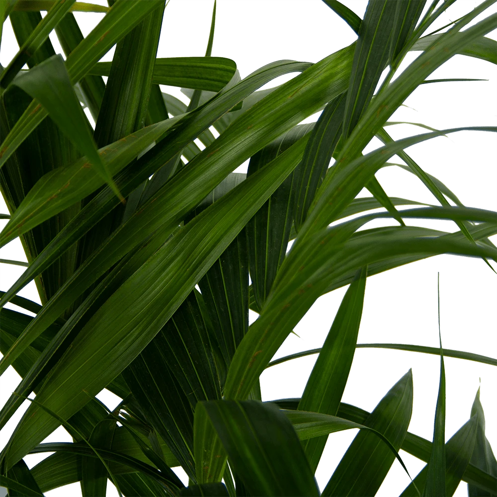 Kentiapalm - Howea Forsteriana - P27 H170 - Kamerplant 6 Kentiapalm - Howea Forsteriana - P27 H170 - Kamerplant - Image 4