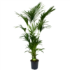 Kentiapalm - Howea Forsteriana - P27 H200 - Kamerplant 2 Kentiapalm - Howea Forsteriana - P27 H200 - Kamerplant -uinbenodigdheden Verkoop 2024 kentiapalm howea forsteriana p27cm h200cm 4