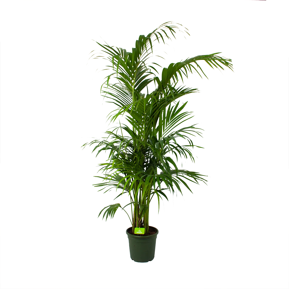 Kentiapalm - Howea Forsteriana - P30 H210 - Kamerplant 3 Kentiapalm - Howea Forsteriana - P30 H210 - Kamerplant