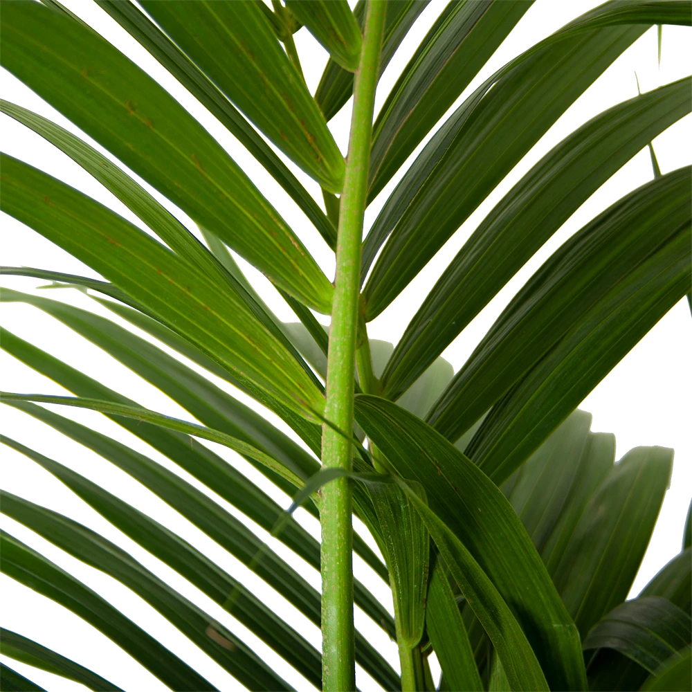 Kentiapalm - Howea Forsteriana - P30 H210 - Kamerplant 4 Kentiapalm - Howea Forsteriana - P30 H210 - Kamerplant - Image 2