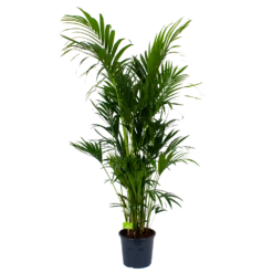 Kentiapalm - Howea Forsteriana - P32 H200 - Kamerplant