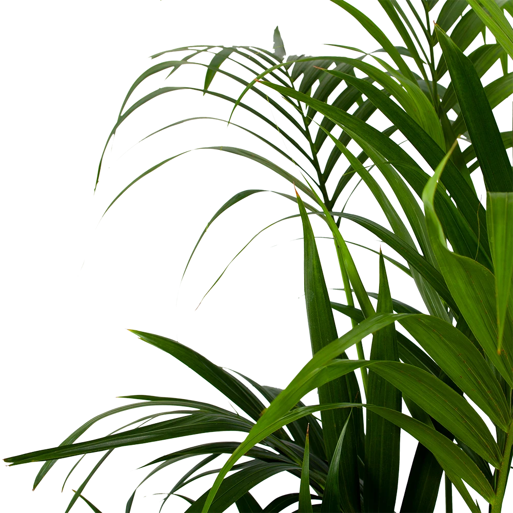 Kentiapalm - Howea Forsteriana - P32 H200 - Kamerplant 4 Kentiapalm - Howea Forsteriana - P32 H200 - Kamerplant - Image 2