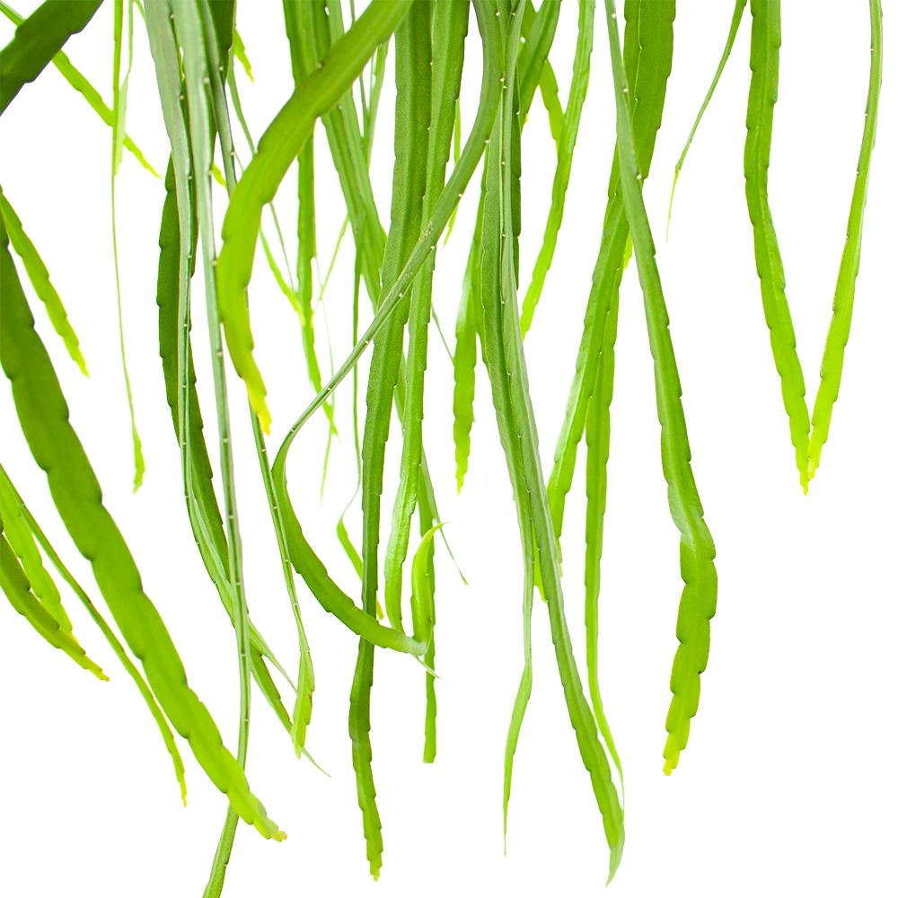 Lepismium Bolivianum - In Hangpot - P17 H40 - Kamerplant 4 Lepismium Bolivianum - In Hangpot - P17 H40 - Kamerplant - Image 2