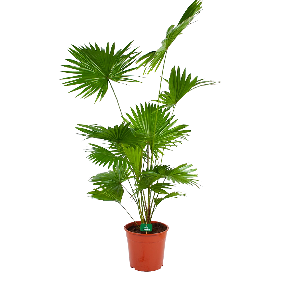 Livistona Rotundifolia - Chinese Schermpalm - P24 H100 - Kamerplant 3 Livistona Rotundifolia - Chinese Schermpalm - P24 H100 - Kamerplant