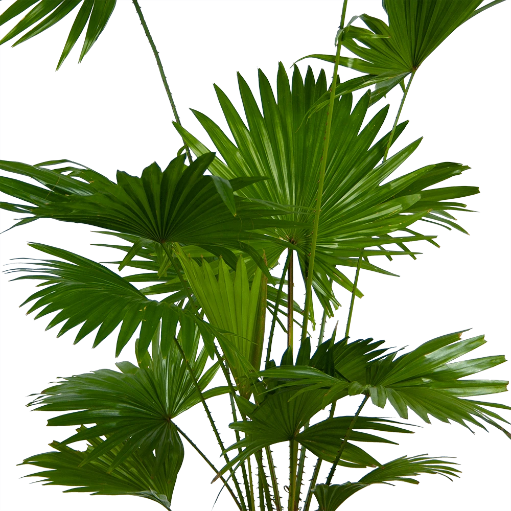 Livistona Rotundifolia - Chinese Schermpalm - P24 H100 - Kamerplant 4 Livistona Rotundifolia - Chinese Schermpalm - P24 H100 - Kamerplant - Image 2