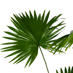 Livistona Rotundifolia - Chinese Schermpalm - P24 H100 - Kamerplant 8 Livistona Rotundifolia - Chinese Schermpalm - P24 H100 - Kamerplant -uinbenodigdheden Verkoop 2024 livistona rotundifolia chinese schermpalm p24 h100 kamerplant 3