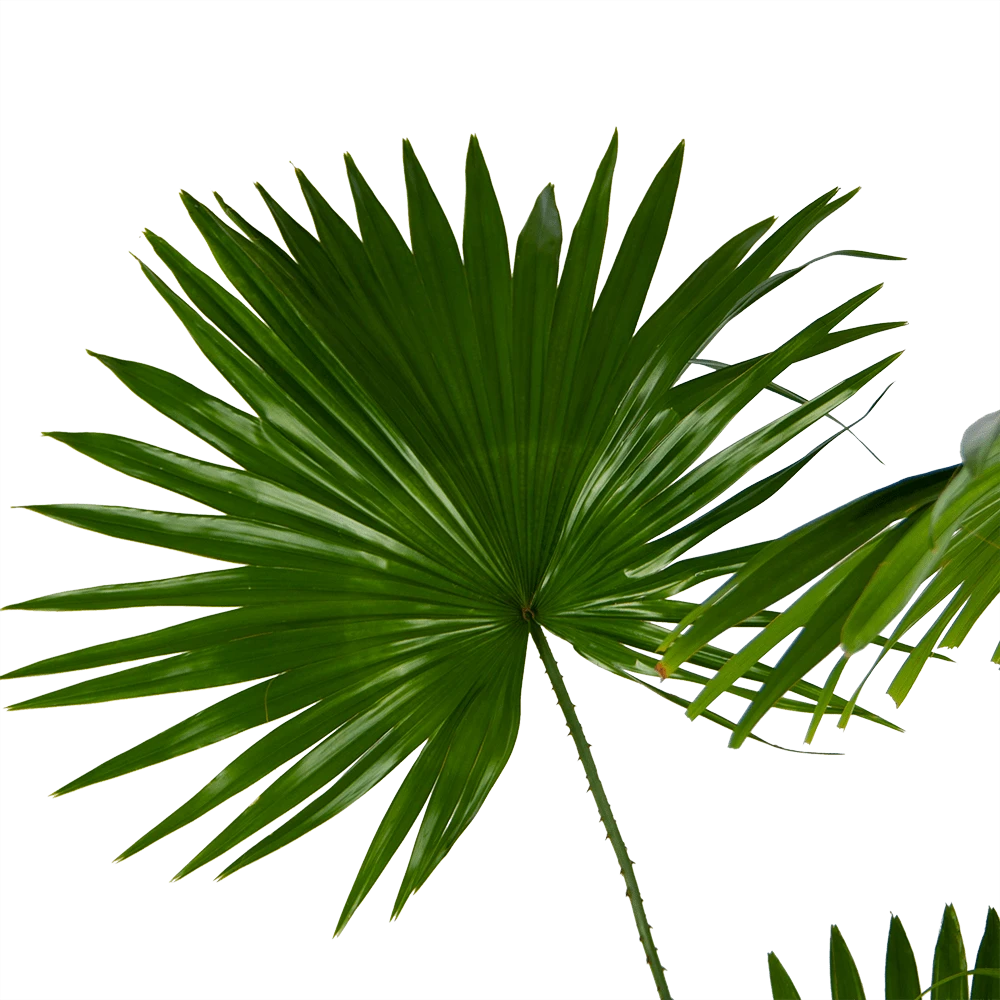 Livistona Rotundifolia - Chinese Schermpalm - P24 H100 - Kamerplant 5 Livistona Rotundifolia - Chinese Schermpalm - P24 H100 - Kamerplant - Image 3