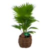Livistona Rotundifolia In Gevlochten Caryota Pot - Chinese Schermpalm - P19 H50 - Kamerplant 1 Livistona Rotundifolia In Gevlochten Caryota Pot - Chinese Schermpalm - P19 H50 - Kamerplant -uinbenodigdheden Verkoop 2024 livistona rotundifolia in pot chinese schermpalm p19 h50 kamerplant 1