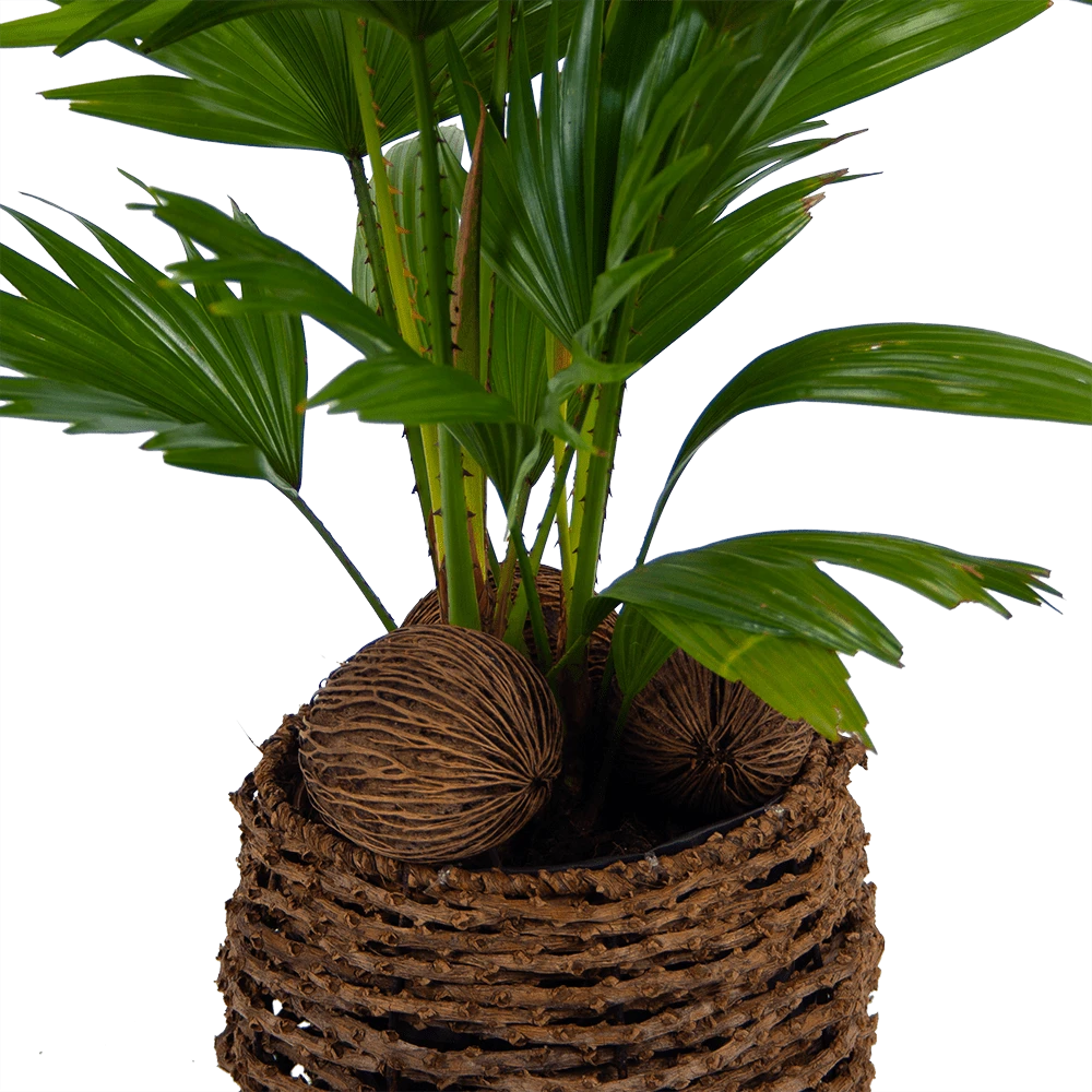Livistona Rotundifolia In Gevlochten Caryota Pot - Chinese Schermpalm - P19 H50 - Kamerplant 4 Livistona Rotundifolia In Gevlochten Caryota Pot - Chinese Schermpalm - P19 H50 - Kamerplant - Image 2