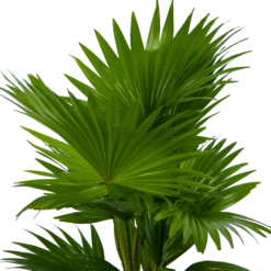 Livistona Rotundifolia In Gevlochten Caryota Pot - Chinese Schermpalm - P19 H50 - Kamerplant 8 Livistona Rotundifolia In Gevlochten Caryota Pot - Chinese Schermpalm - P19 H50 - Kamerplant -uinbenodigdheden Verkoop 2024 livistona rotundifolia in pot chinese schermpalm p19 h50 kamerplant 3