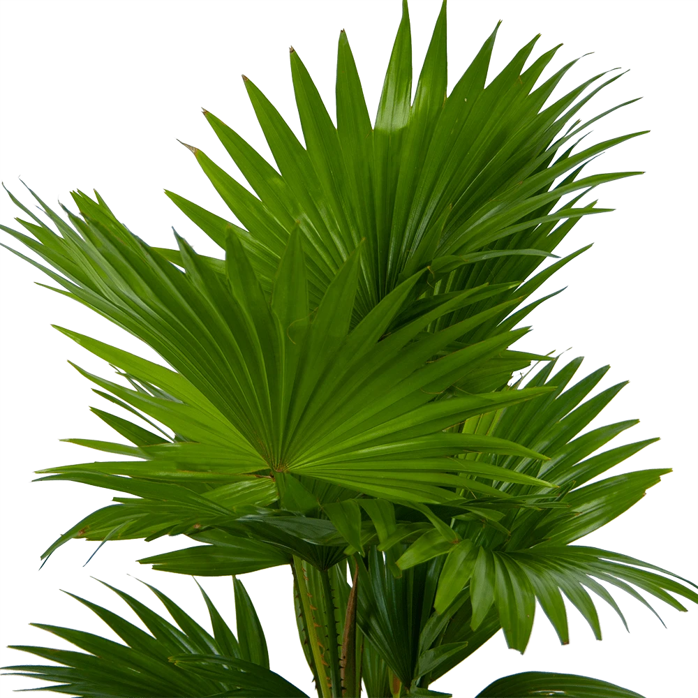 Livistona Rotundifolia In Gevlochten Caryota Pot - Chinese Schermpalm - P19 H50 - Kamerplant 5 Livistona Rotundifolia In Gevlochten Caryota Pot - Chinese Schermpalm - P19 H50 - Kamerplant - Image 3