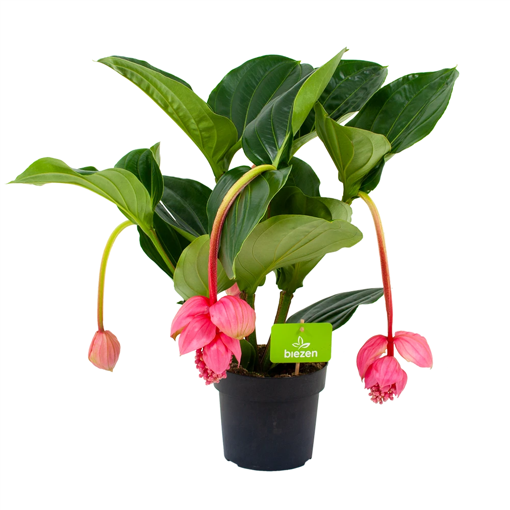 Medinella Magnifica - Trosbloem - P17 H60 - Kamerplant 3 Medinella Magnifica - Trosbloem - P17 H60 - Kamerplant