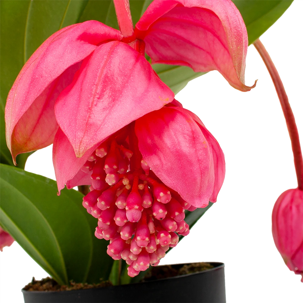 Medinella Magnifica - Trosbloem - P17 H60 - Kamerplant 4 Medinella Magnifica - Trosbloem - P17 H60 - Kamerplant - Image 2