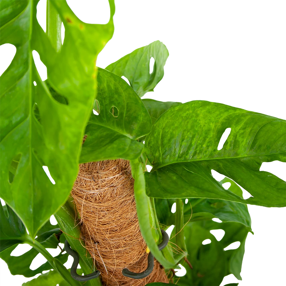Monstera Adansonii Op Mosstok - Monkey Mask/Leaf- P16 H65 - Kamerplant 4 Monstera Adansonii Op Mosstok - Monkey Mask/Leaf- P16 H65 - Kamerplant - Image 2