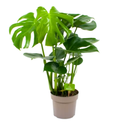 Monstera Deliciosa - Gatenplant - P17 H65 - Kamerplant
