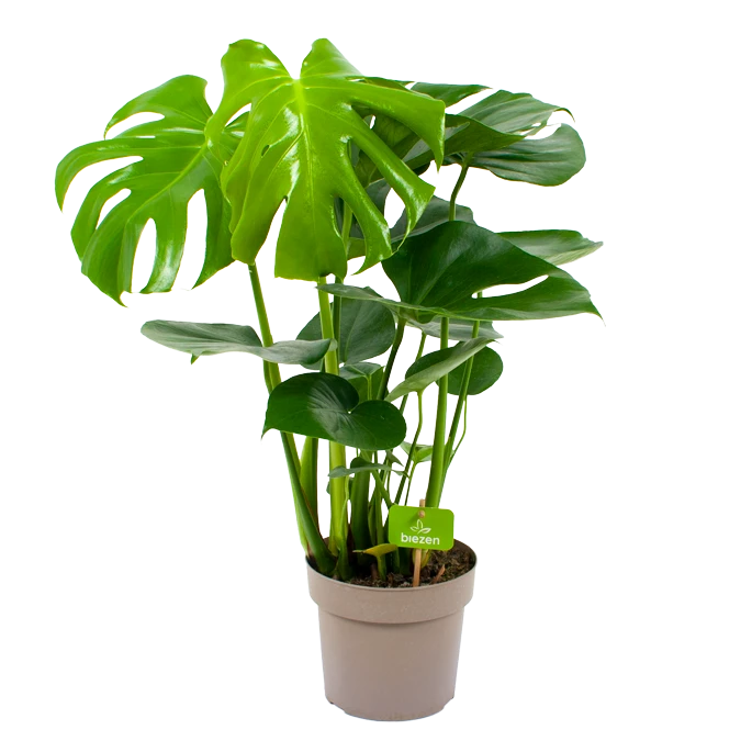 Monstera Deliciosa - Gatenplant - P17 H65 - Kamerplant 3 Monstera Deliciosa - Gatenplant - P17 H65 - Kamerplant