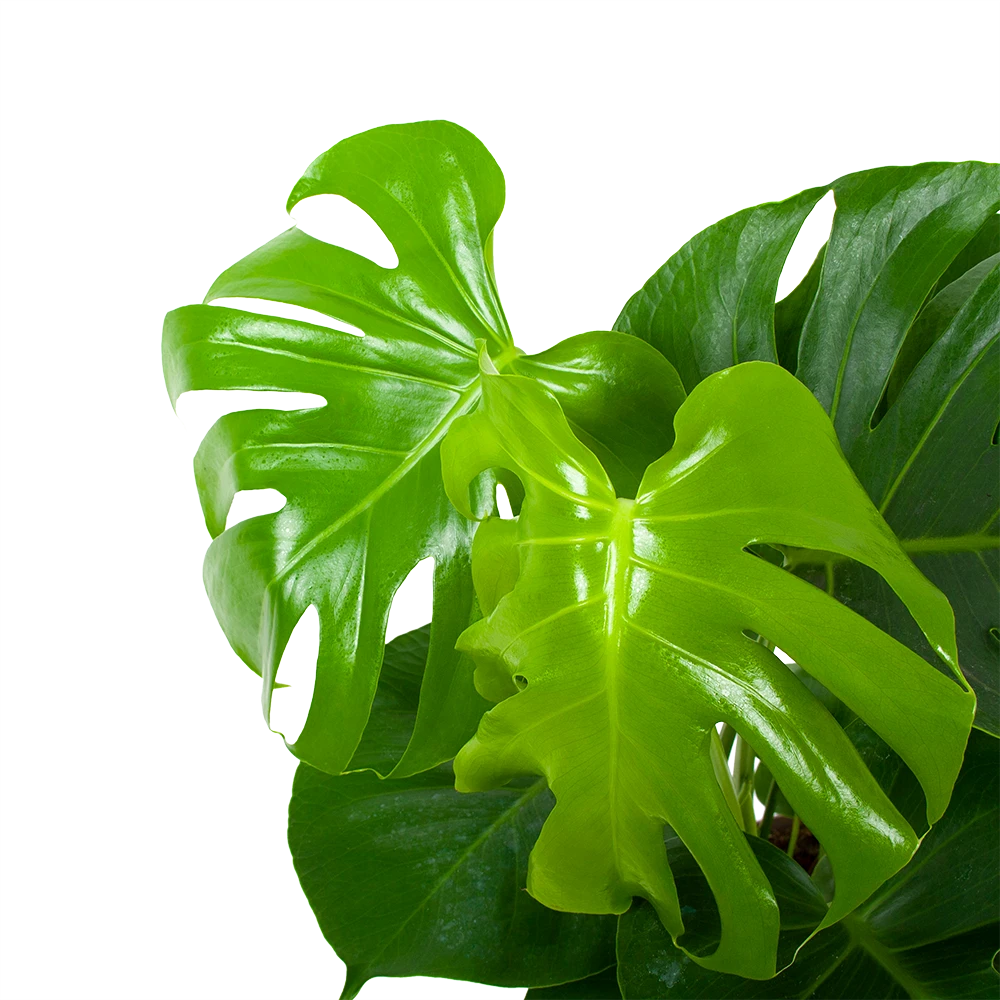 Monstera Deliciosa - Gatenplant - P17 H65 - Kamerplant 4 Monstera Deliciosa - Gatenplant - P17 H65 - Kamerplant - Image 2