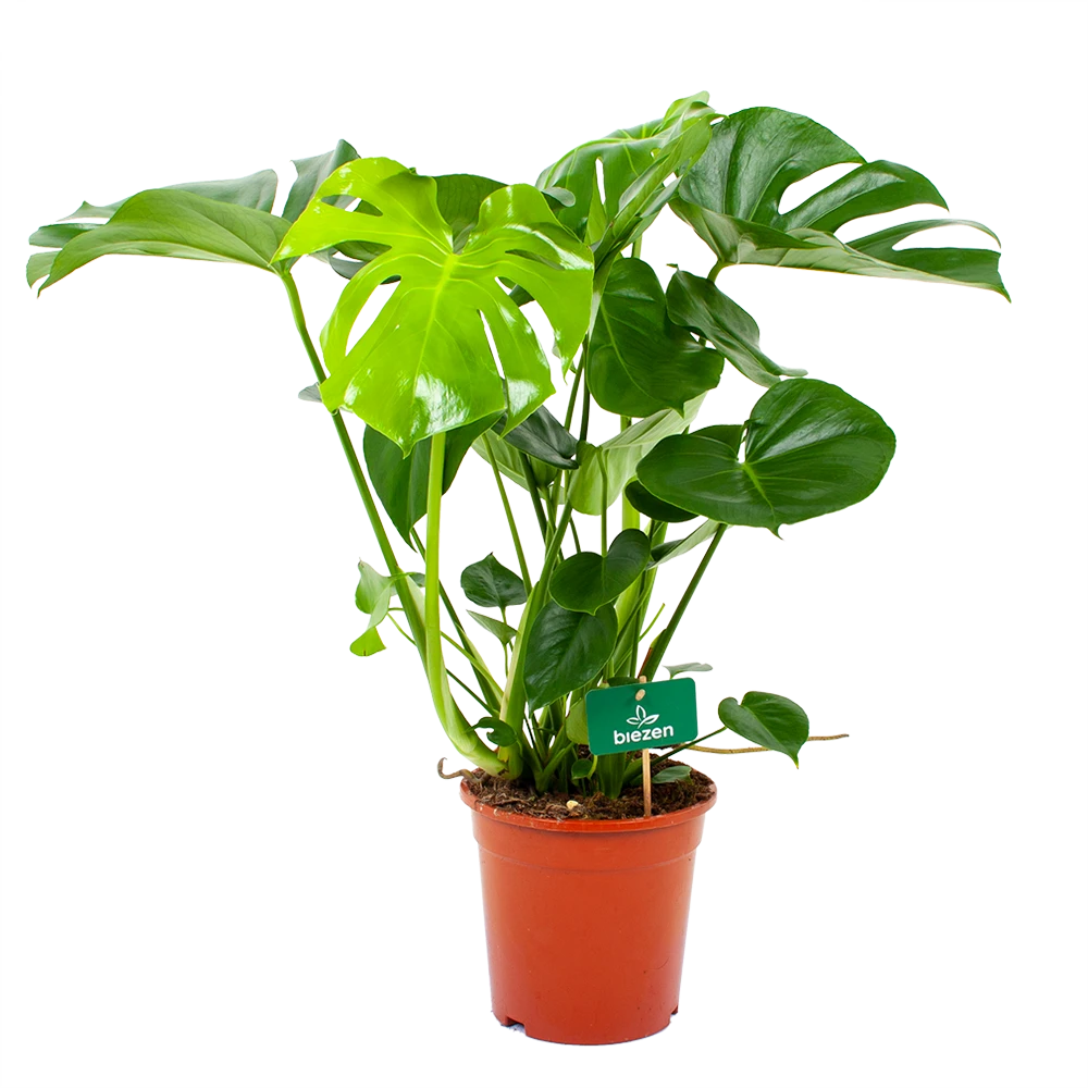 Monstera Deliciosa - Gatenplant - P21 H75 - Kamerplant 3 Monstera Deliciosa - Gatenplant - P21 H75 - Kamerplant