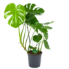 Monstera Deliciosa - Gatenplant - P24 H100 - Kamerplant 2 Monstera Deliciosa - Gatenplant - P24 H100 - Kamerplant -uinbenodigdheden Verkoop 2024 monstera deliciosa gatenplant p24 h100 kamerplant 1