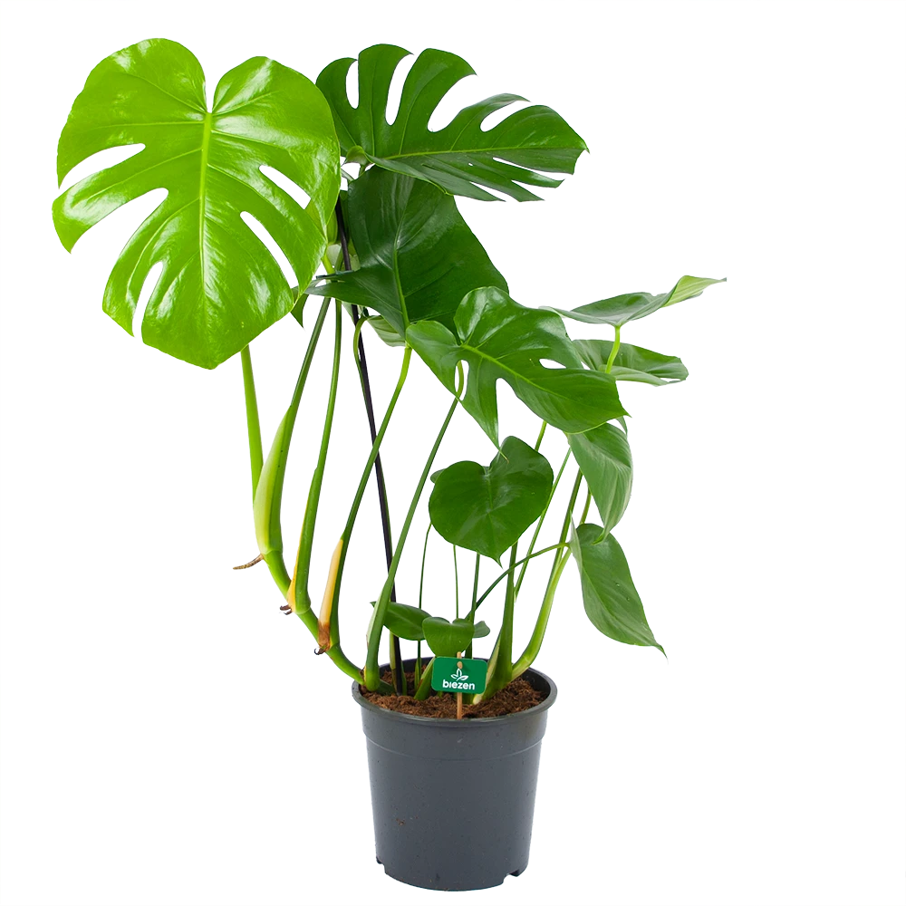 Monstera Deliciosa - Gatenplant - P24 H100 - Kamerplant 3 Monstera Deliciosa - Gatenplant - P24 H100 - Kamerplant