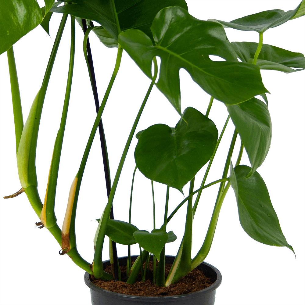 Monstera Deliciosa - Gatenplant - P24 H100 - Kamerplant 4 Monstera Deliciosa - Gatenplant - P24 H100 - Kamerplant - Image 2