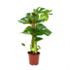 Monstera Deliciosa Op Mosstok - Gatenplant - P19 H80 - Kamerplant 1 Monstera Deliciosa Op Mosstok - Gatenplant - P19 H80 - Kamerplant -uinbenodigdheden Verkoop 2024 monstera deliciosa op mosstok gatenplant p19 h80 1