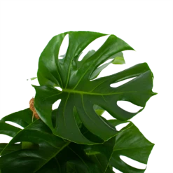 Monstera Deliciosa Op Mosstok - Gatenplant - P19 H80 - Kamerplant -uinbenodigdheden Verkoop 2024 monstera deliciosa op mosstok gatenplant p19 h80 4